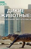 BBC: Дикие животные: Завоевание мегаполиса